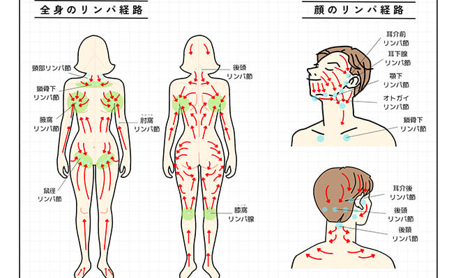 リンパの流れを改善することで、体内に溜まった老廃物や毒素を排出し、体の代謝を促進する施術です。